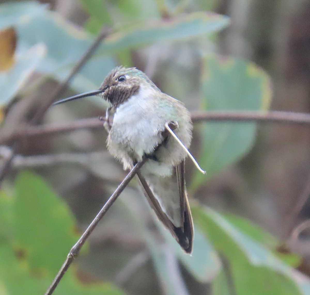 フトオハチドリ - ML646263797