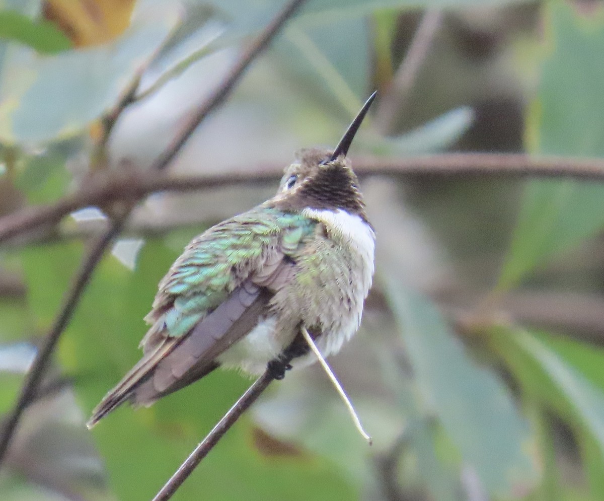 フトオハチドリ - ML646263798