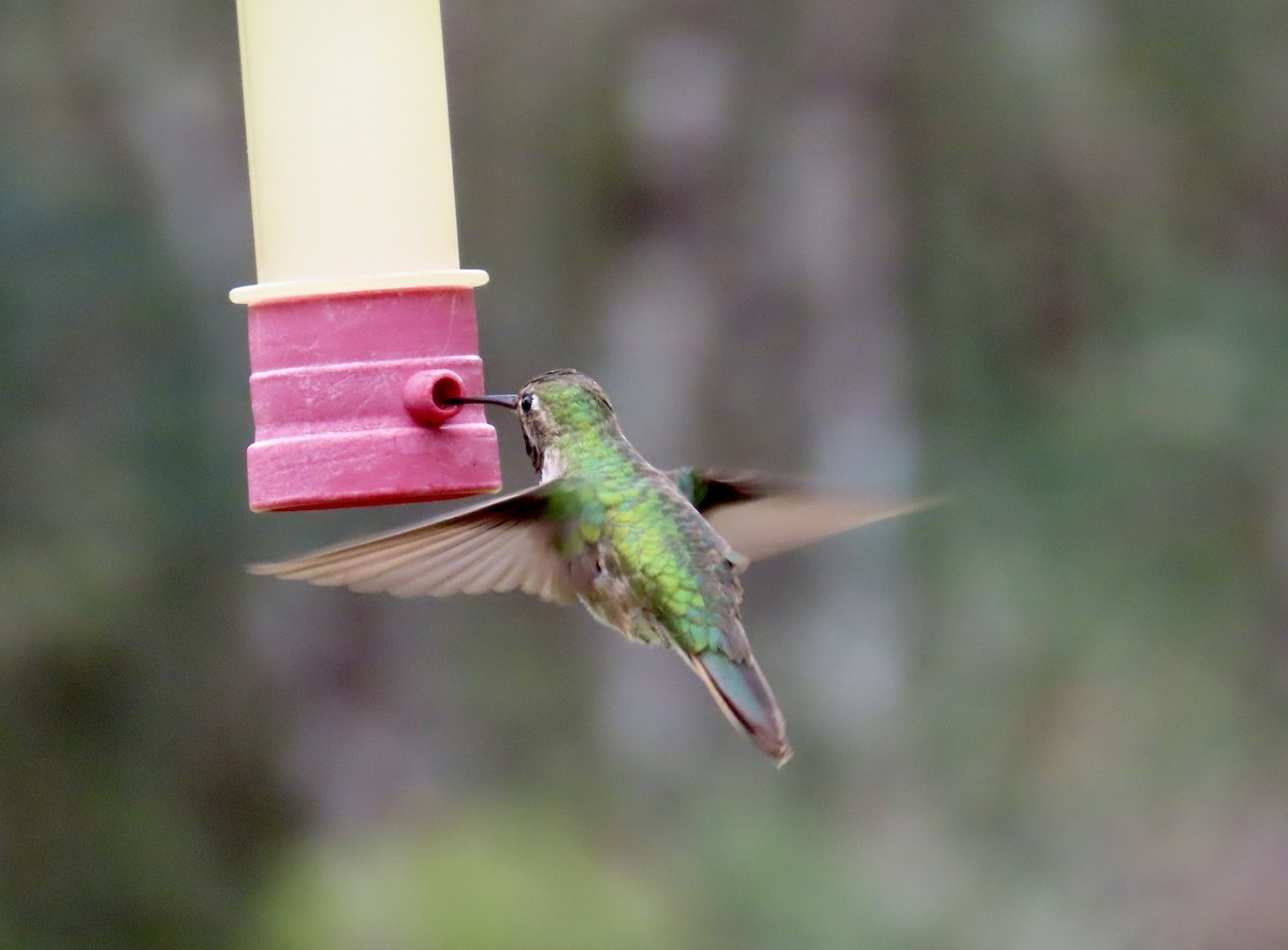 フトオハチドリ - ML646263799