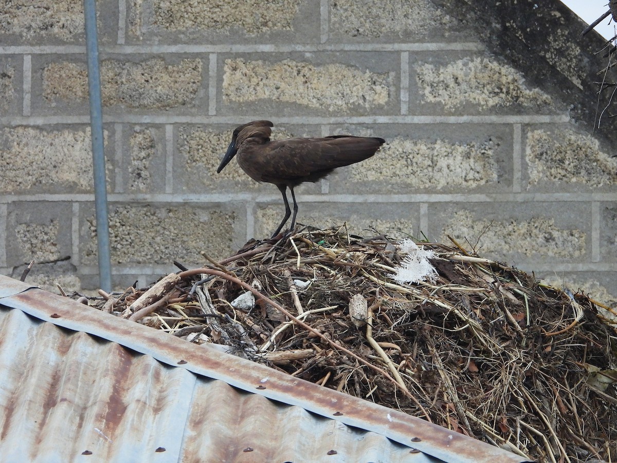 Avemartillo - ML646263800