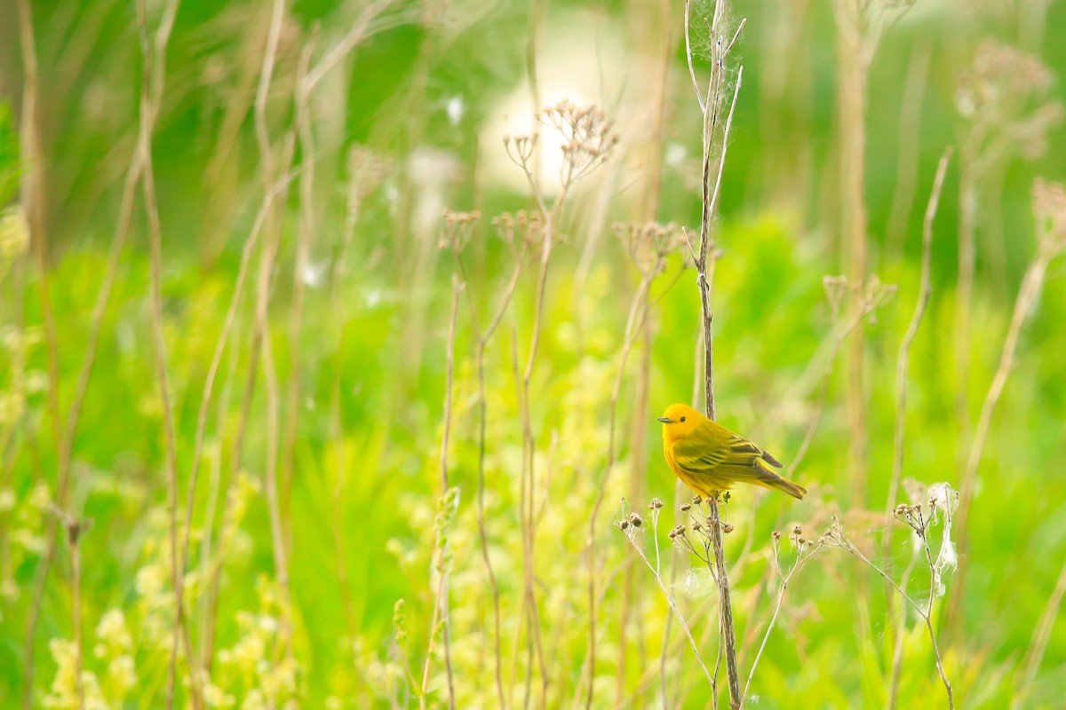 Reinita Amarilla - ML646263801