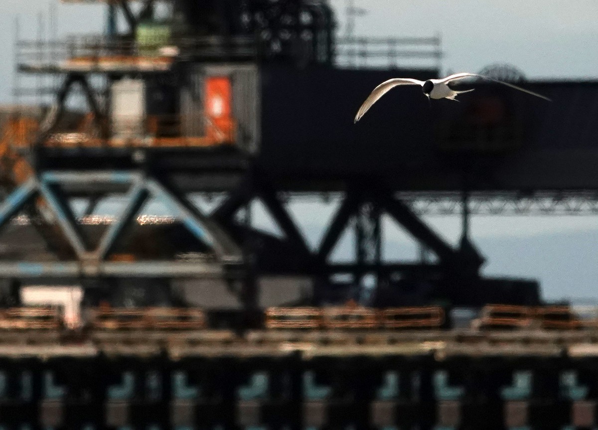 Charrán Maorí - ML646263803