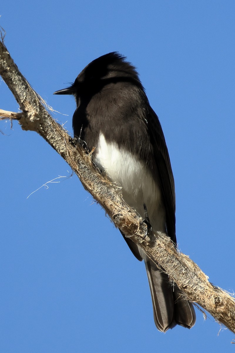 Mosquero Negro - ML646263804