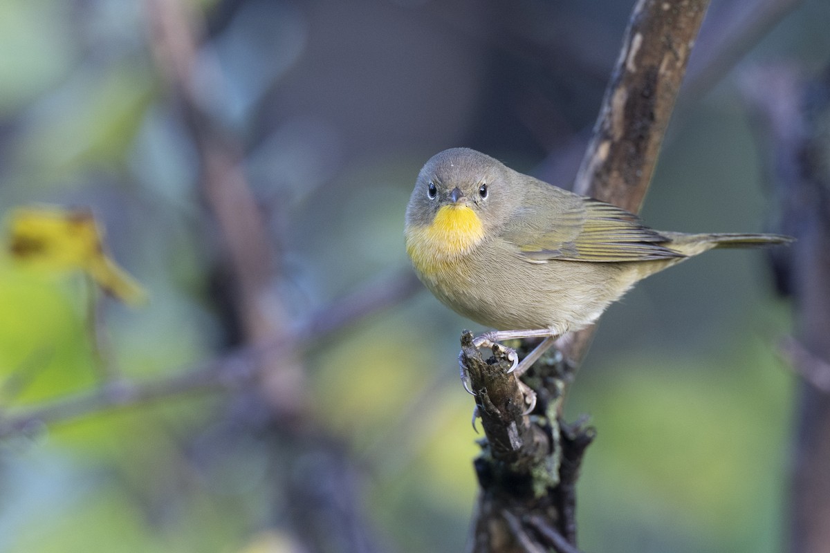 Mascarita Común - ML646263806