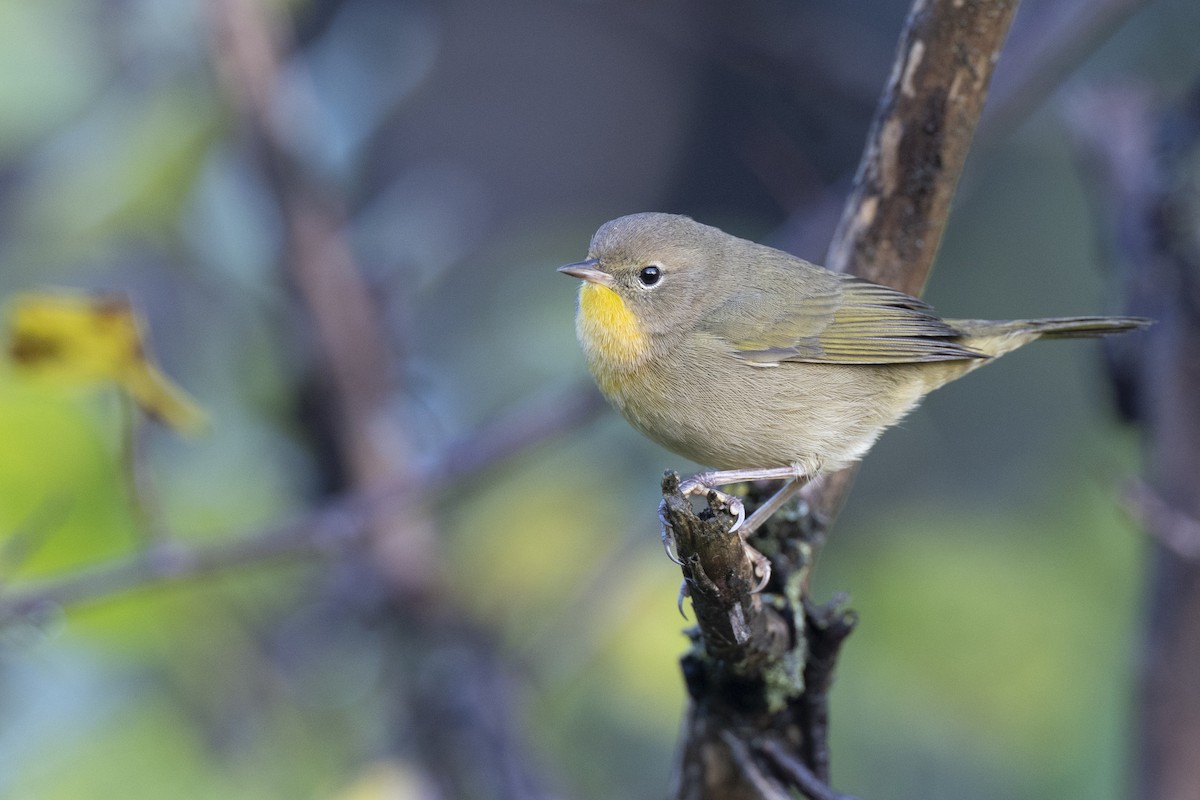 Mascarita Común - ML646263807