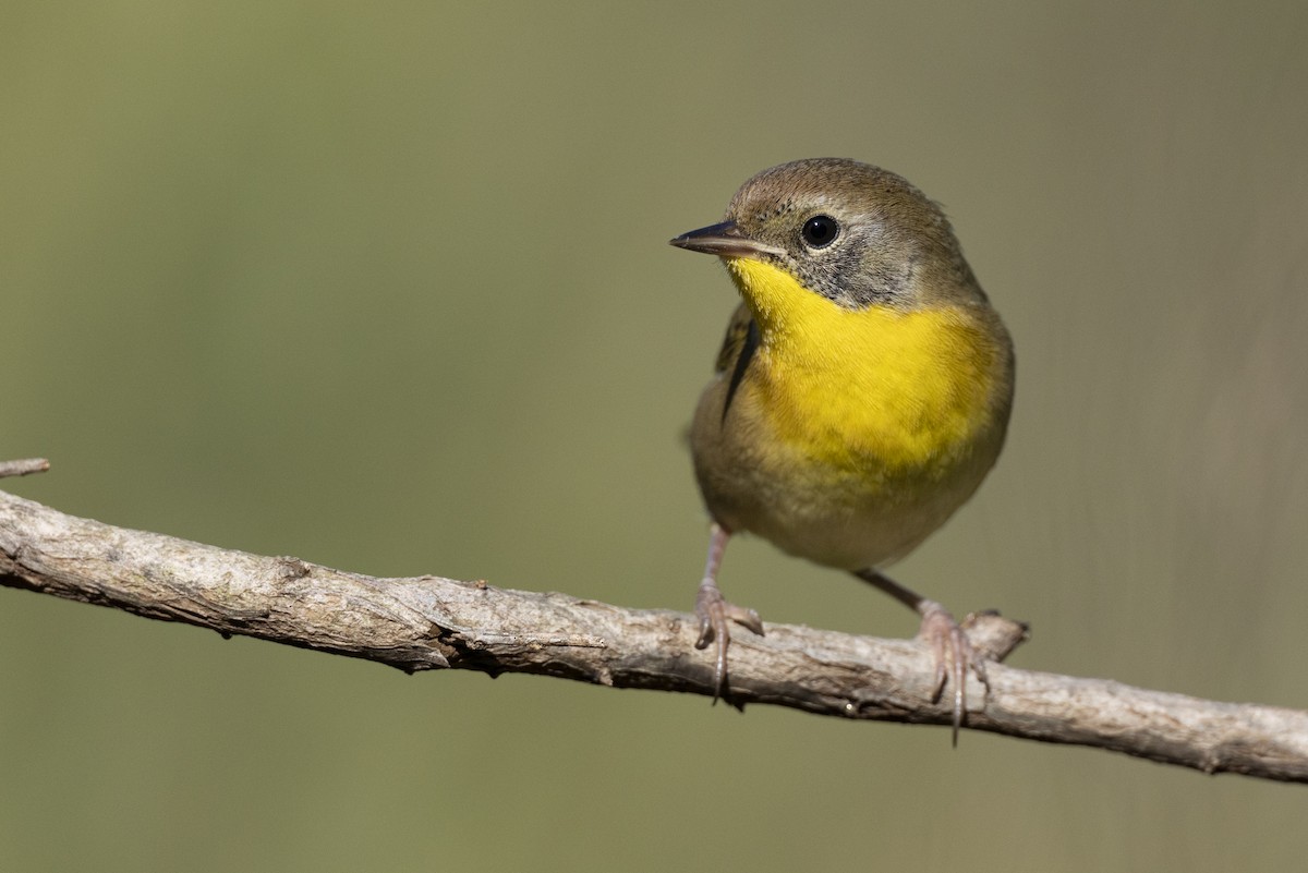 Mascarita Común - ML646263808