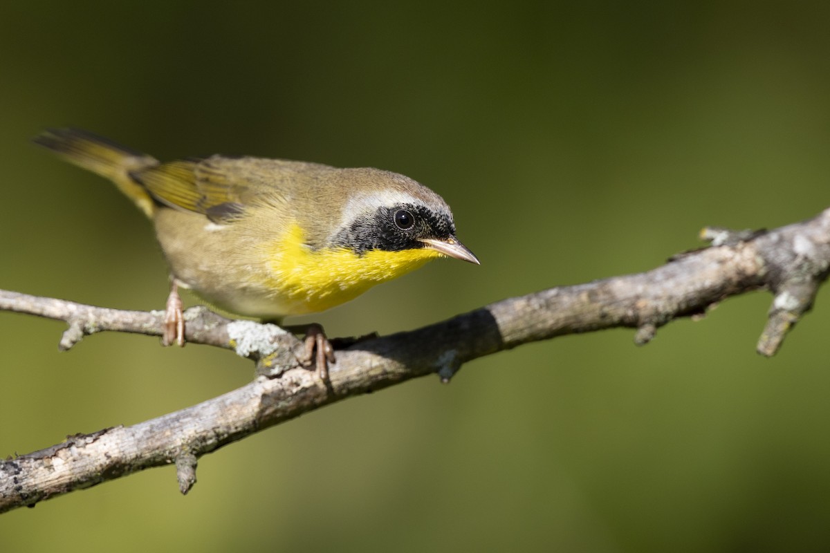 Mascarita Común - ML646263809