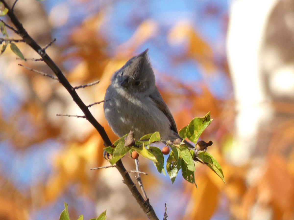 Juniper Titmouse - ML646263810