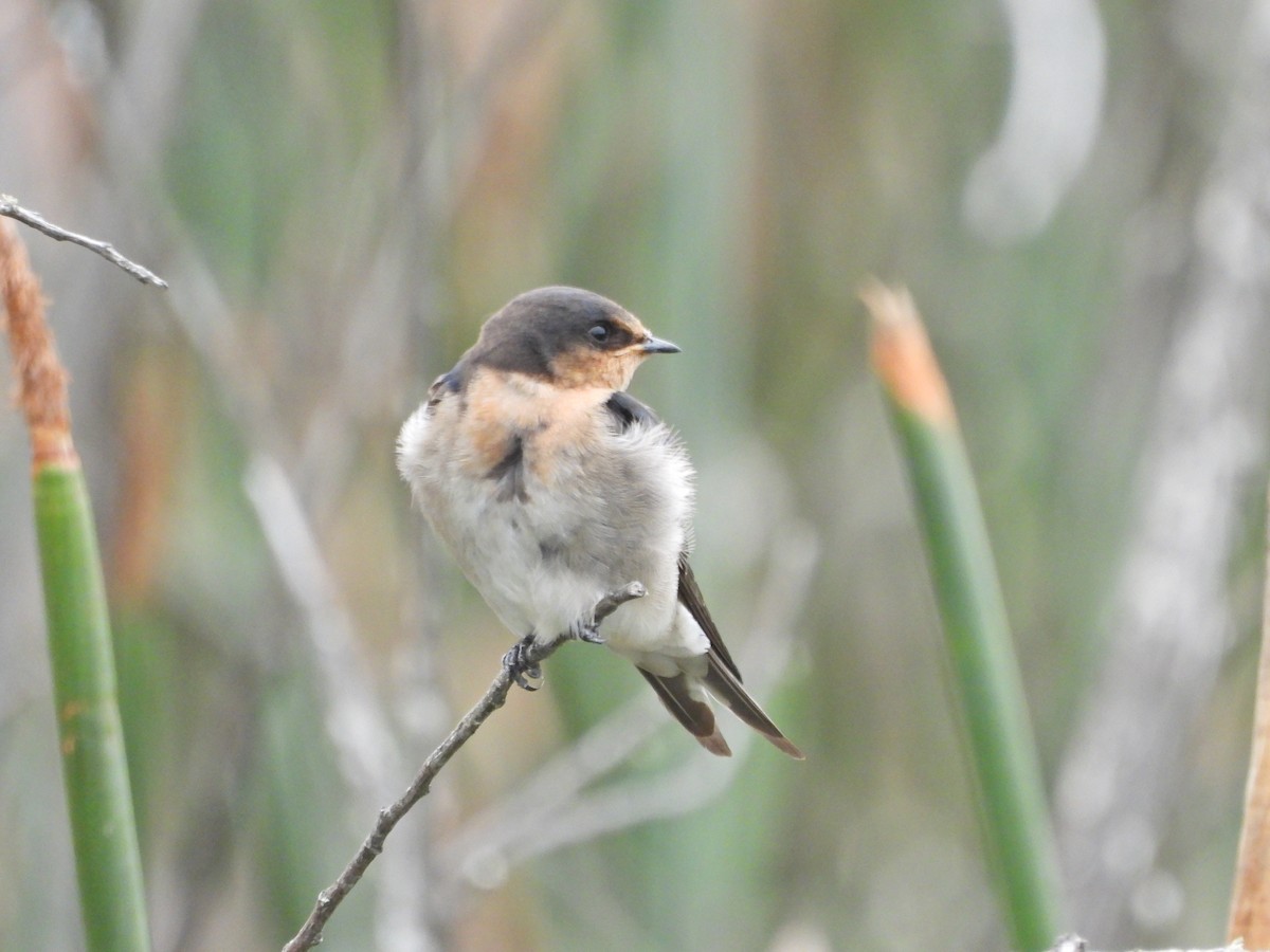 Golondrina Australiana - ML646263811