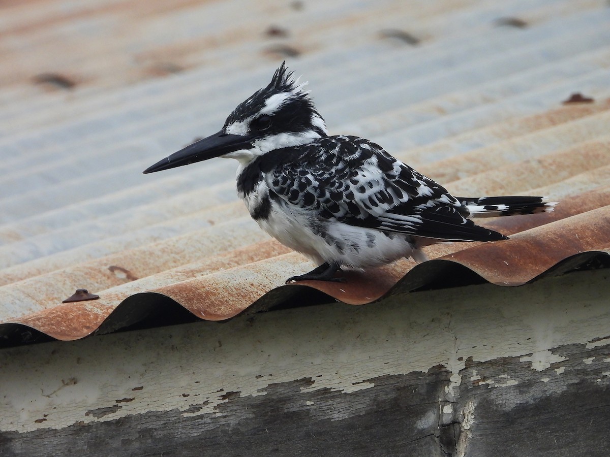 Martín Pescador Pío - ML646263812