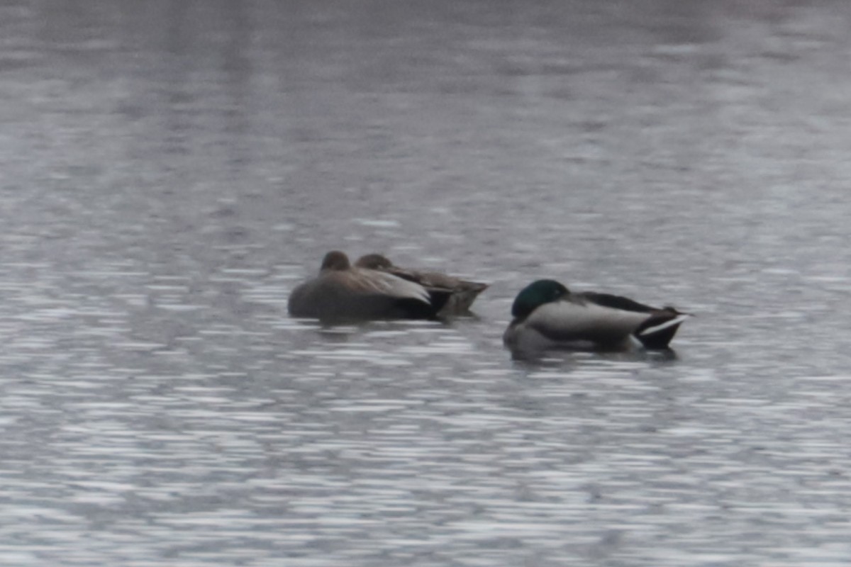 Ánade Friso - ML646263818