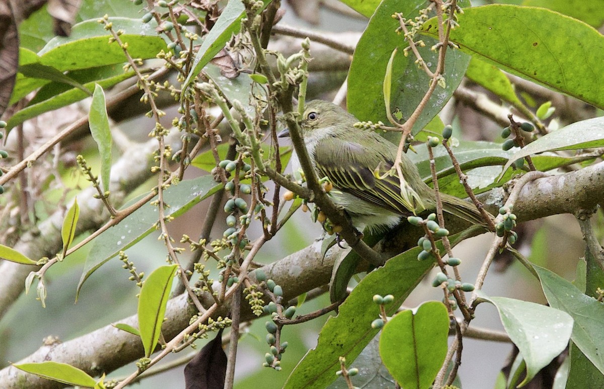 Mosquerito del Chocó - ML646263819