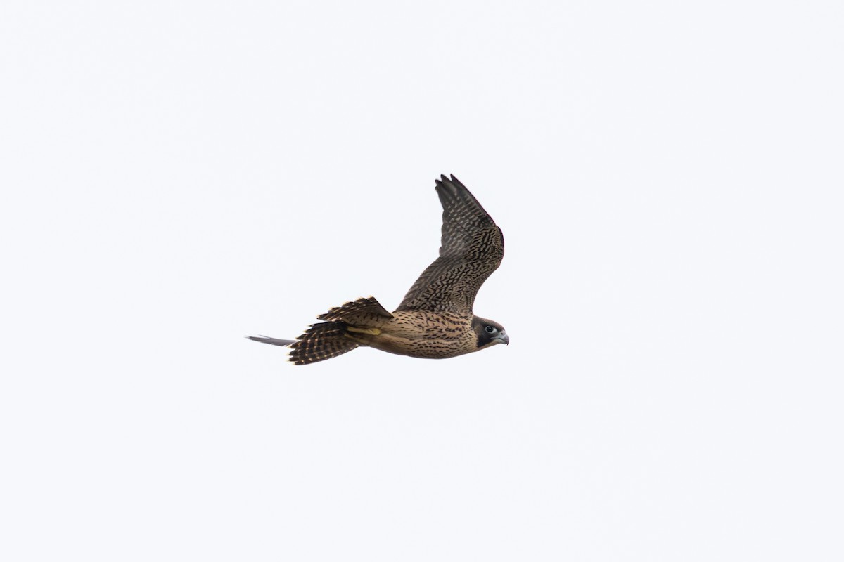 Peregrine Falcon - ML646263828