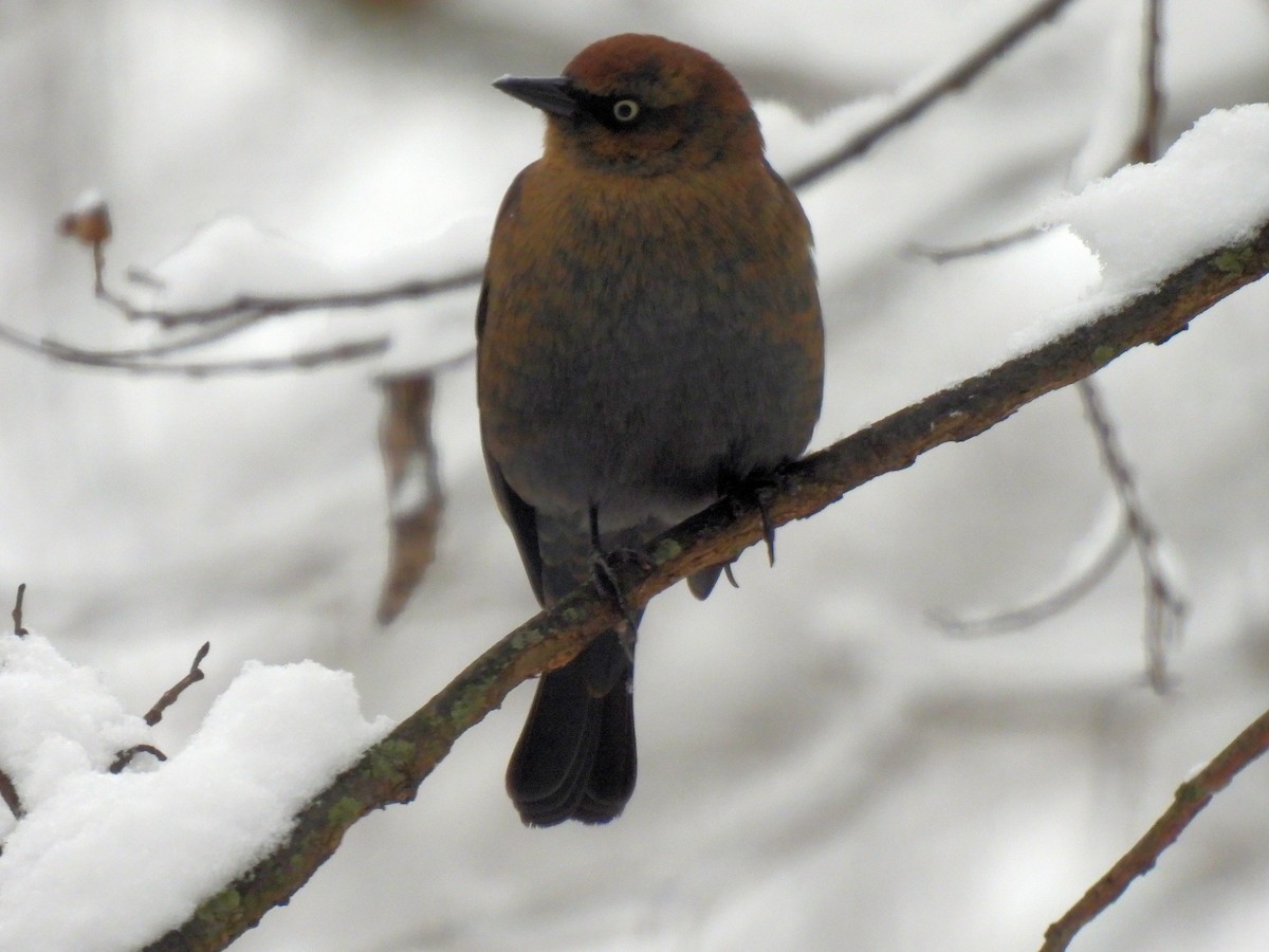 Rusty Blackbird - ML646263829