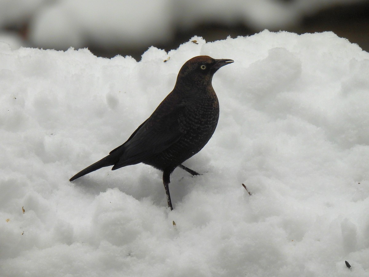 Rusty Blackbird - ML646263832