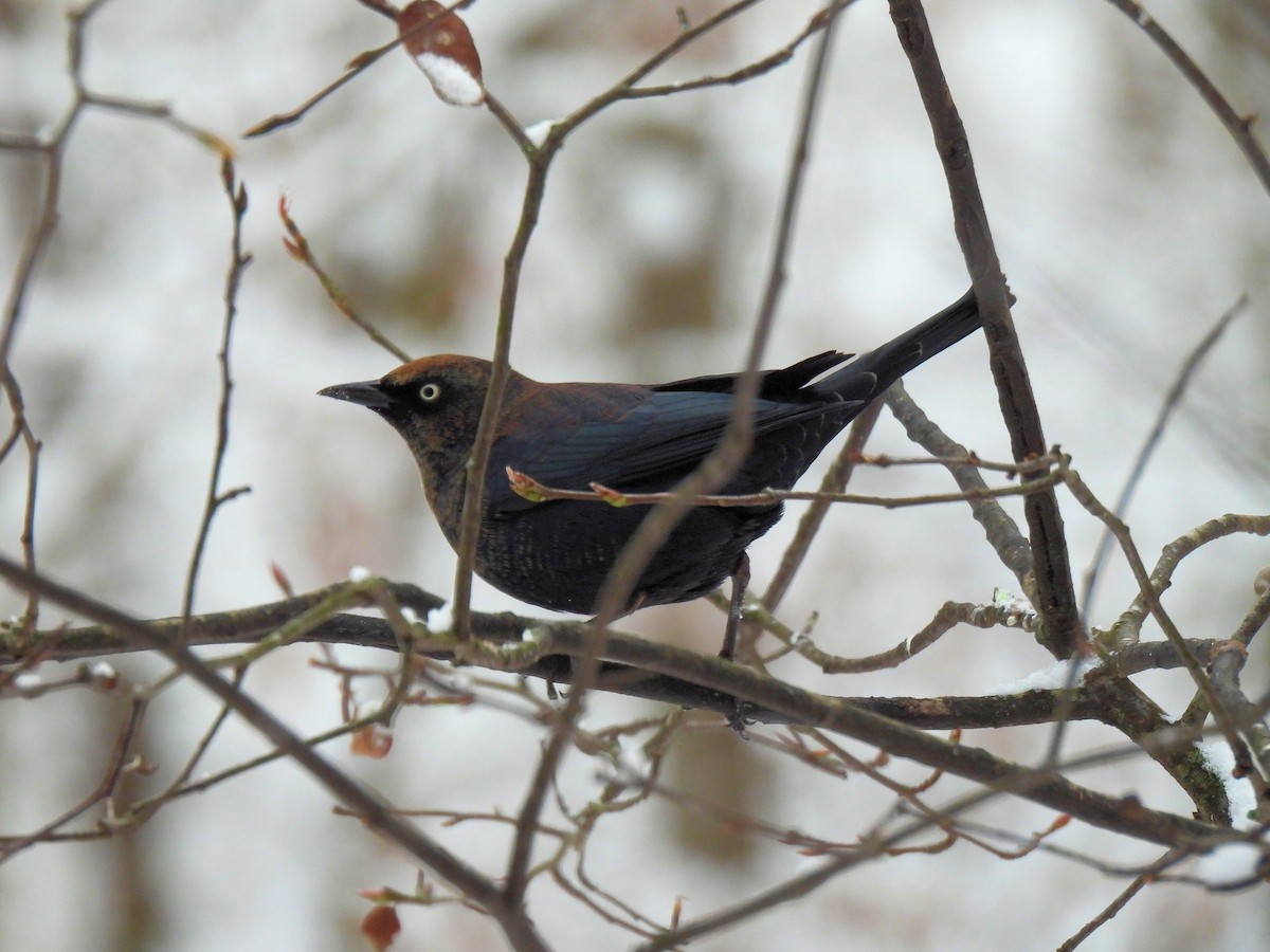 Rusty Blackbird - ML646263834
