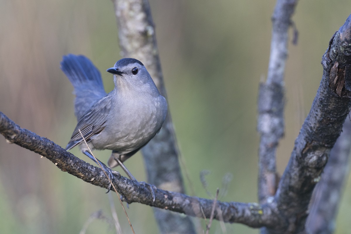 Gray Catbird - ML646263841