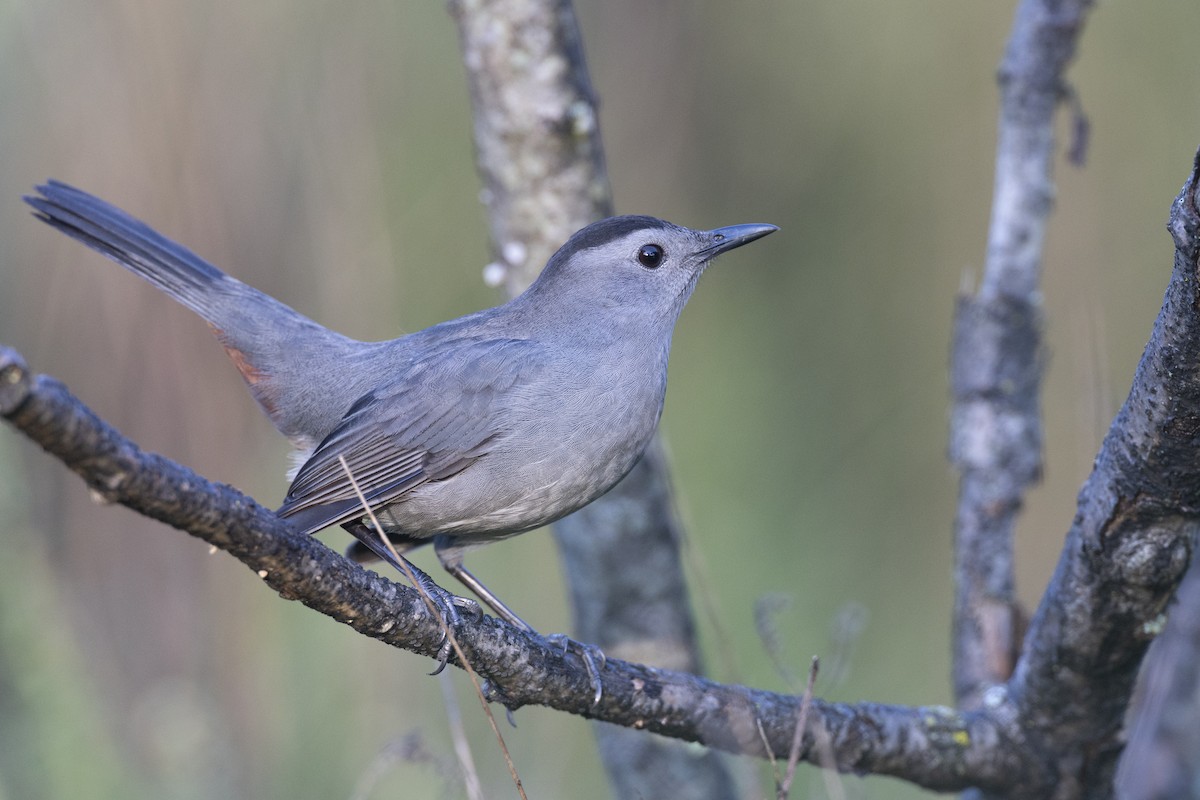 Gray Catbird - ML646263842