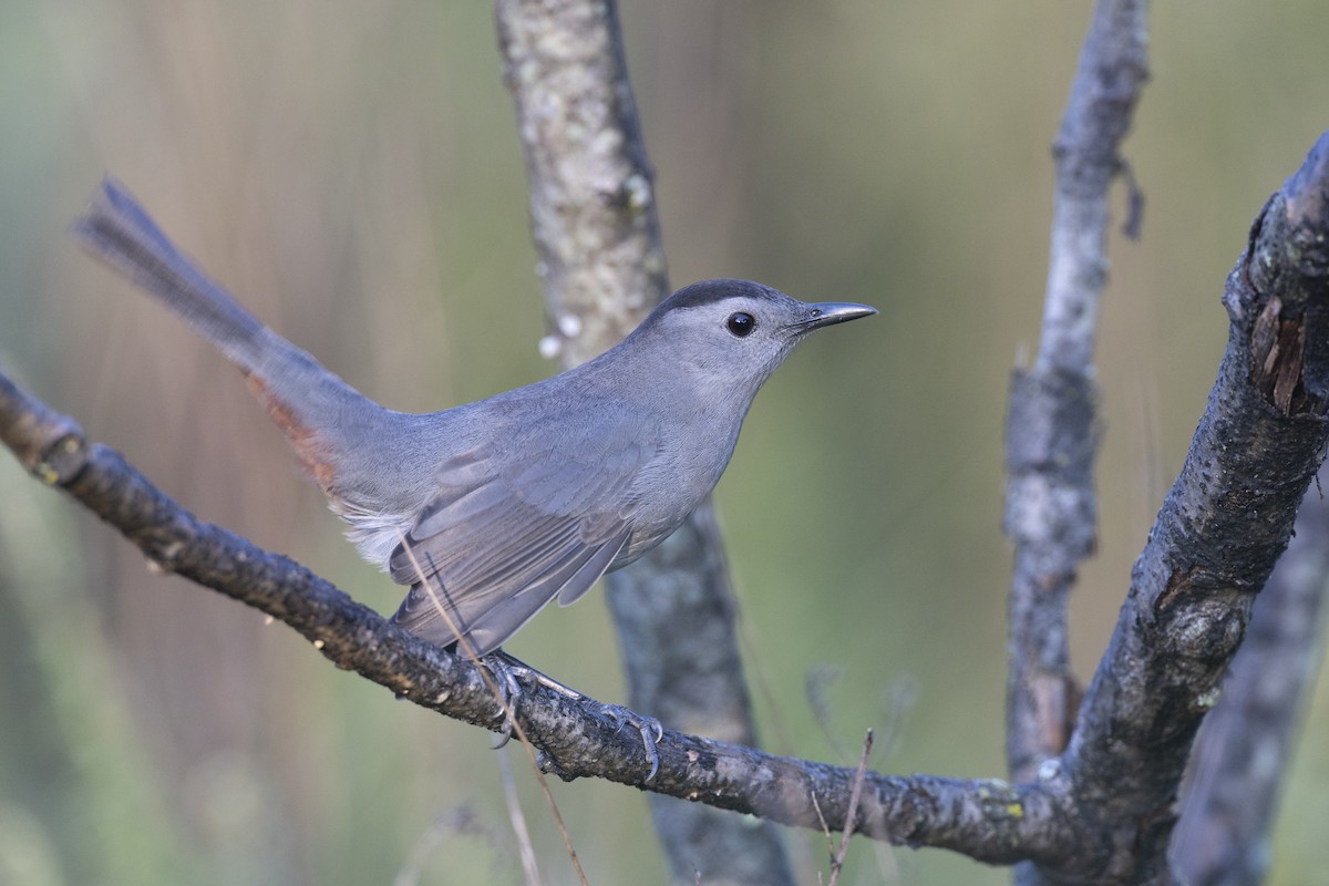 Gray Catbird - ML646263843