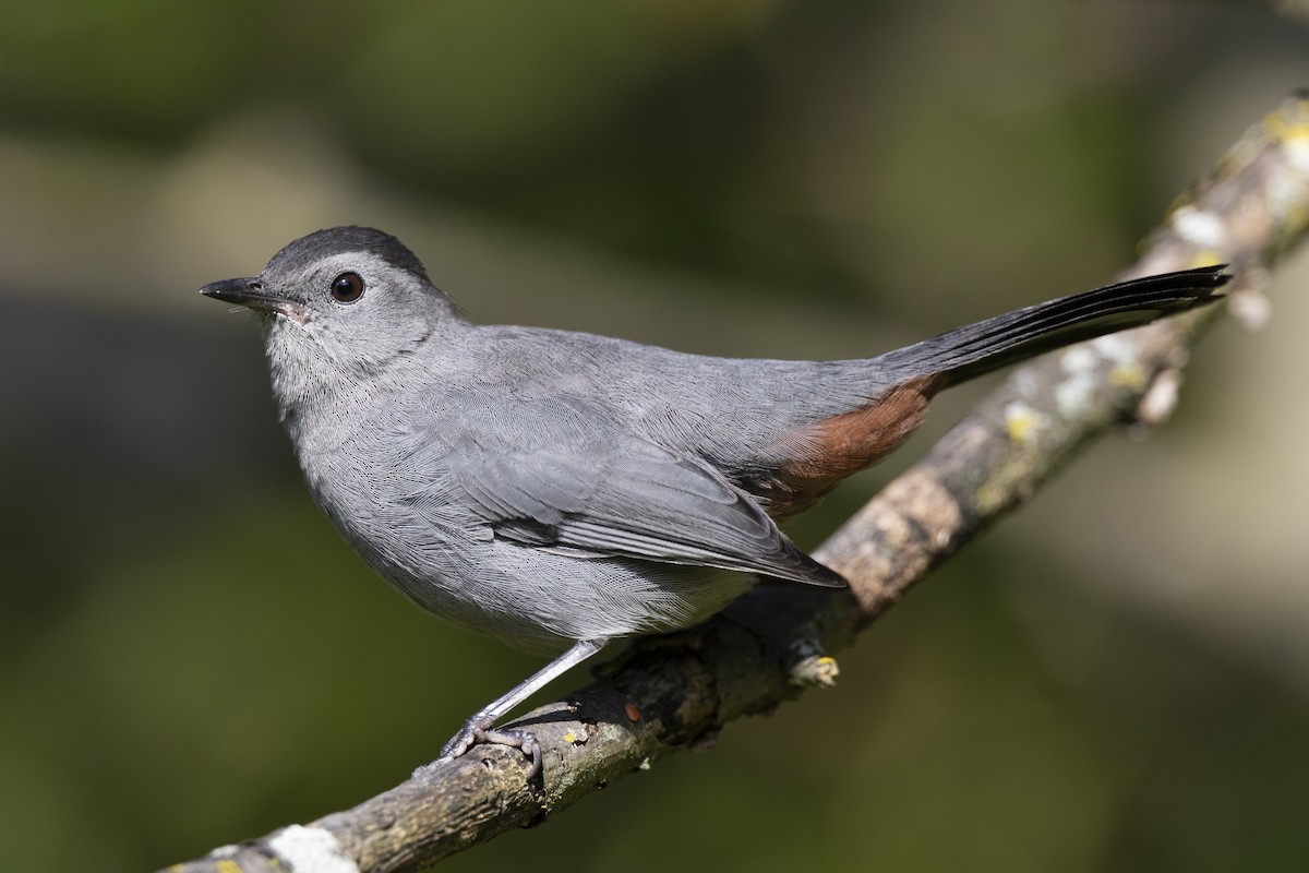 Gray Catbird - ML646263844