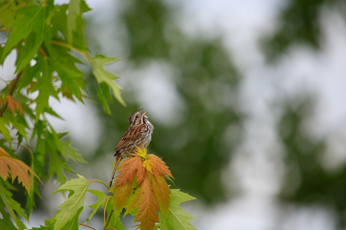 Song Sparrow - ML646263845