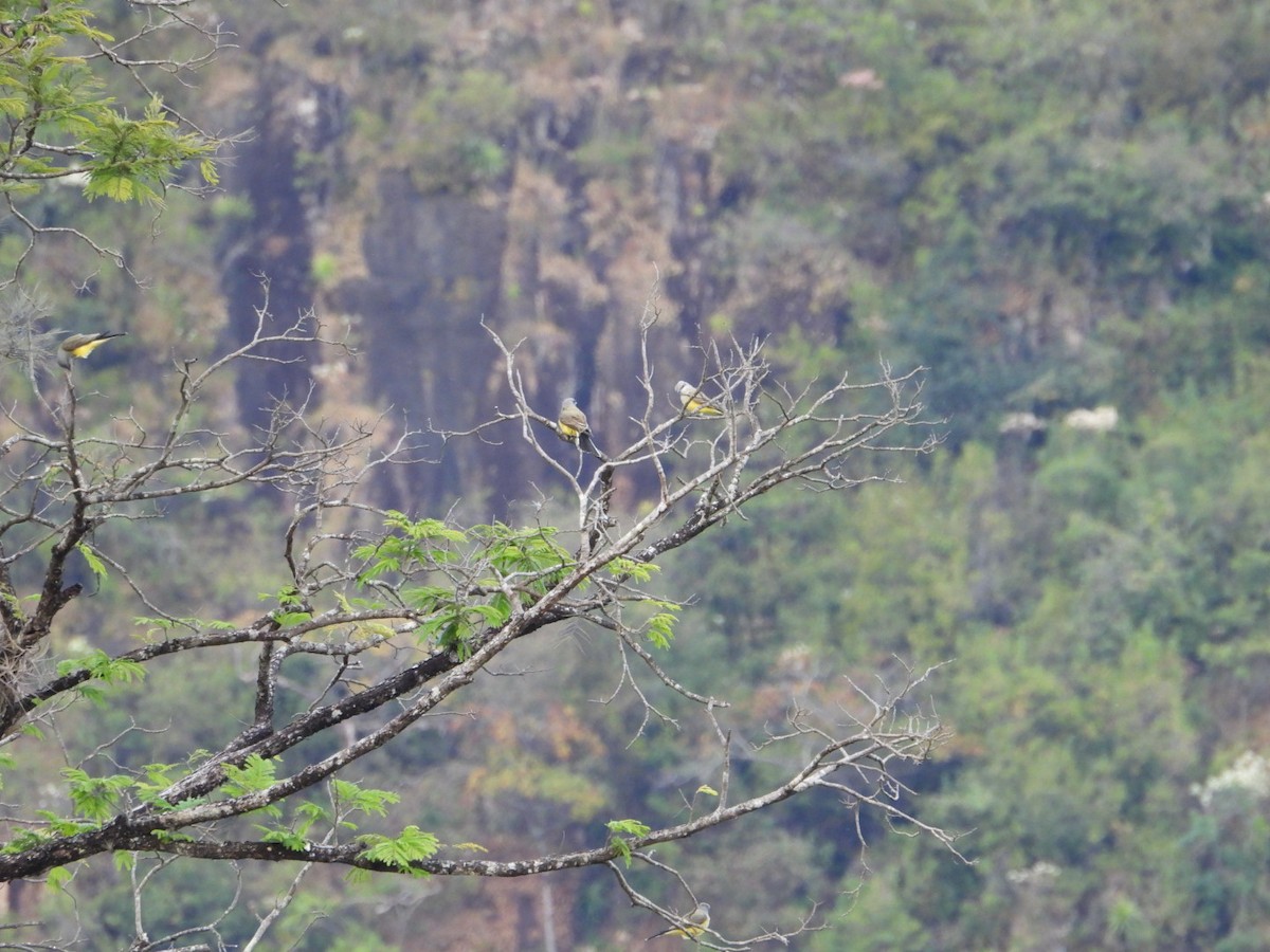 Tirano Occidental - ML646263847