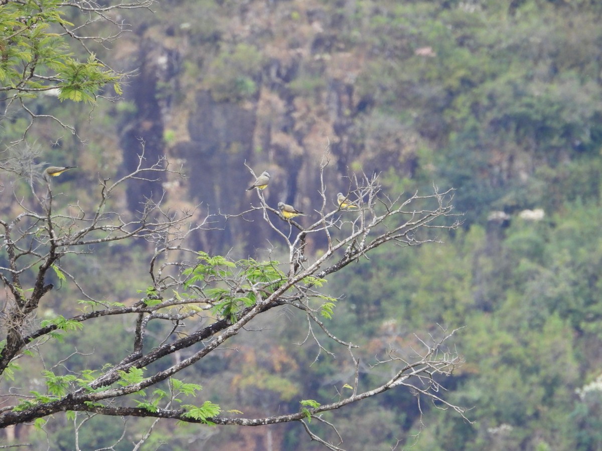 Tirano Occidental - ML646263848