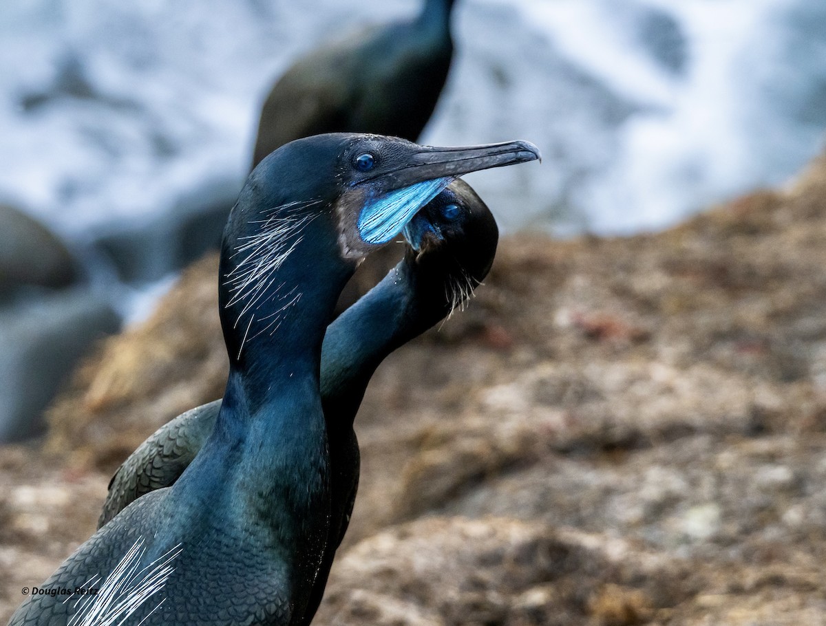 Brandt's Cormorant - ML646263851