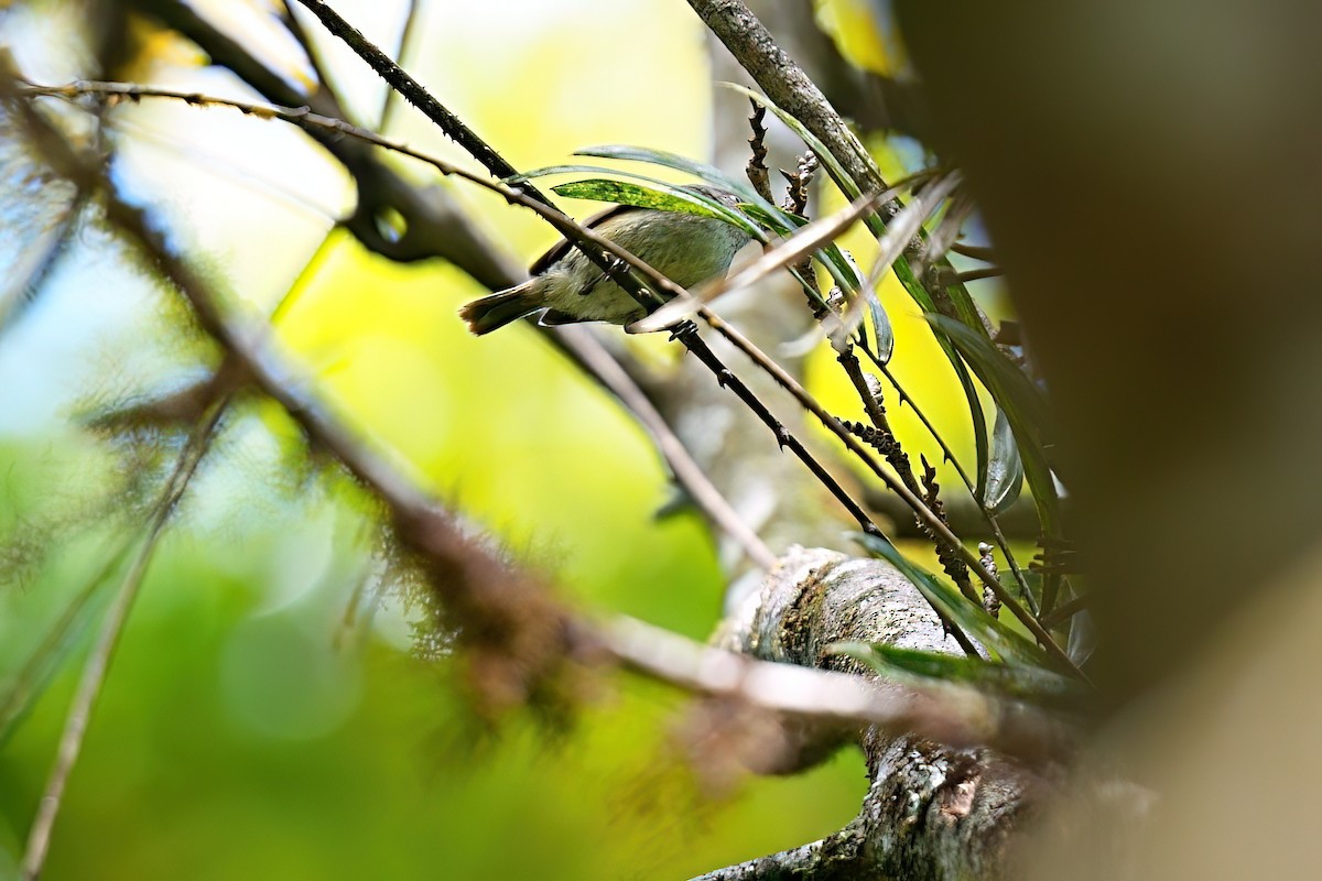 Mountain Thornbill - ML646263855