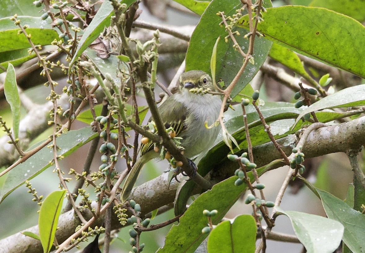Choco Tyrannulet - ML646263857