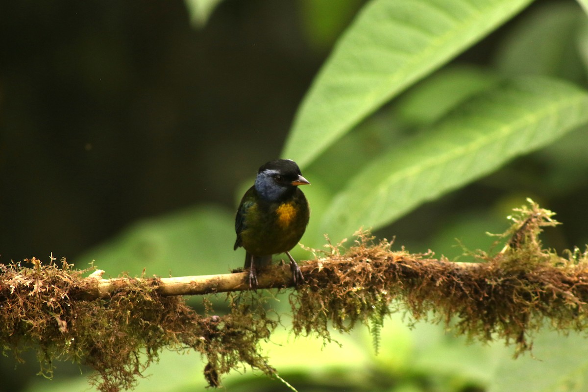 Moss-backed Tanager - ML646263858