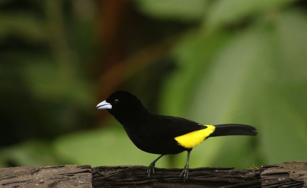 Flame-rumped Tanager - ML646263862