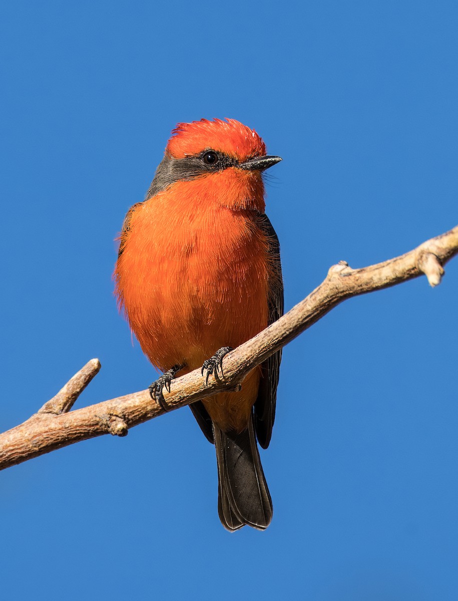 Vermilion Flycatcher - ML646263865