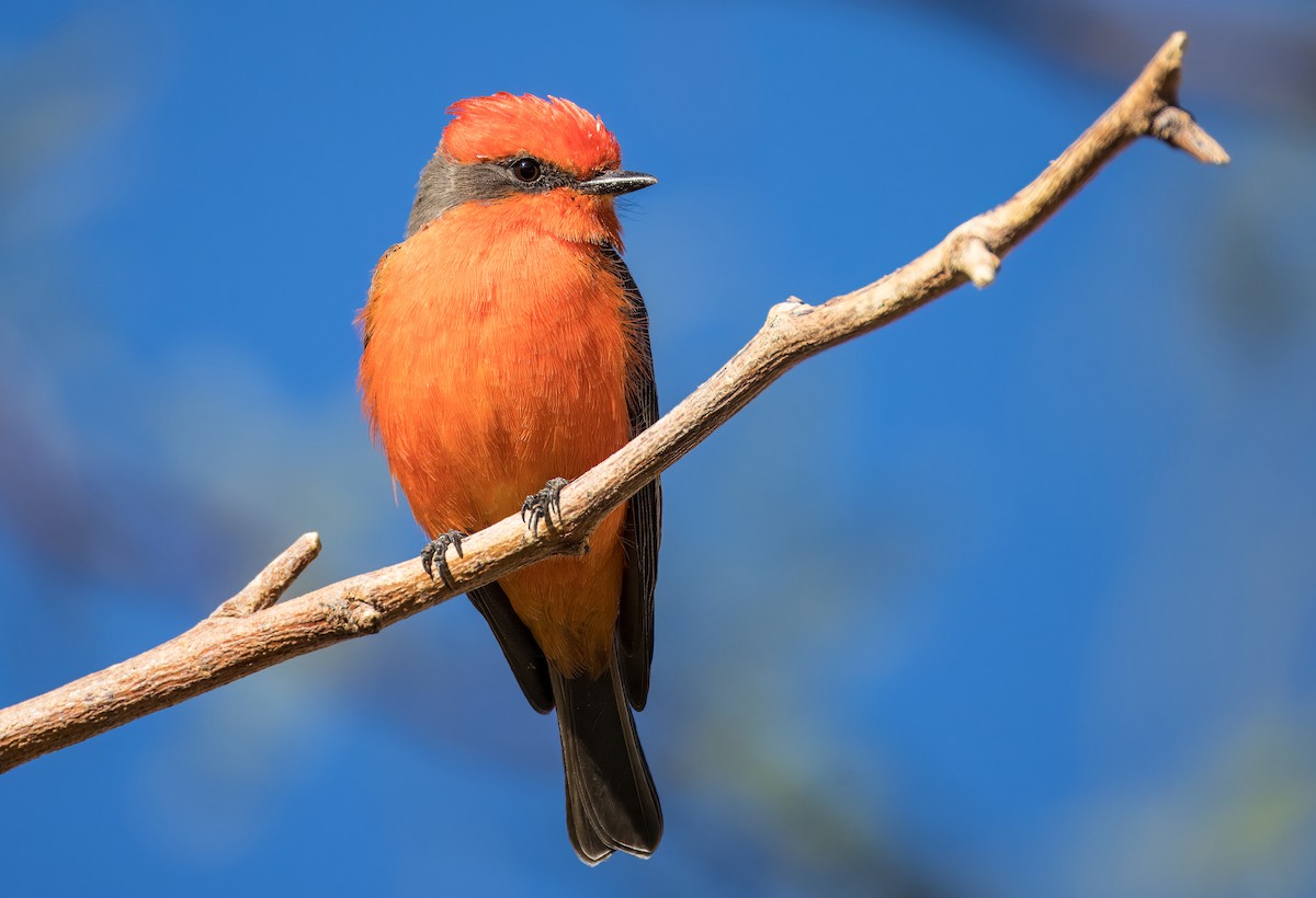 Vermilion Flycatcher - ML646263868