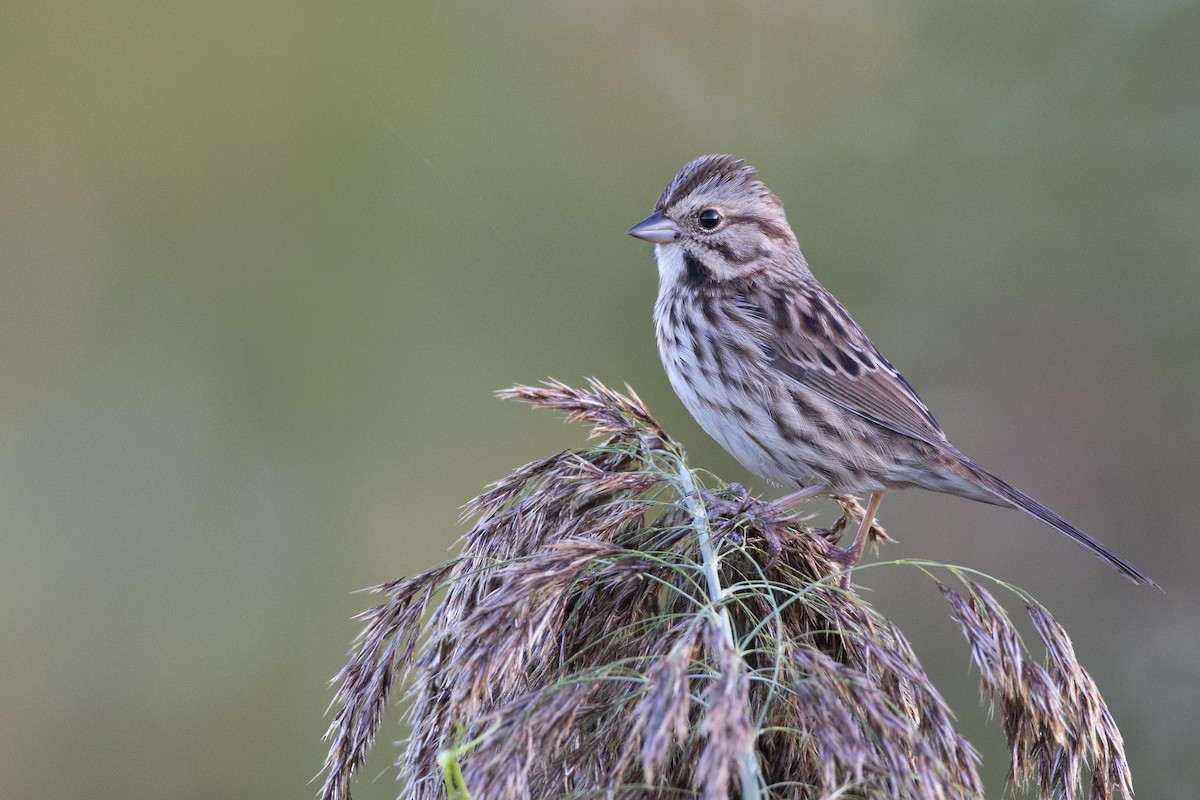 Song Sparrow (melodia/atlantica) - ML646263871