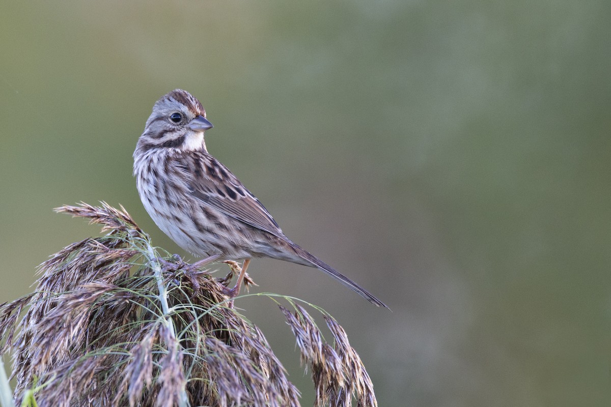 Song Sparrow (melodia/atlantica) - ML646263872