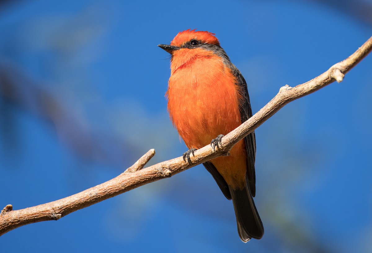 Vermilion Flycatcher - ML646263873