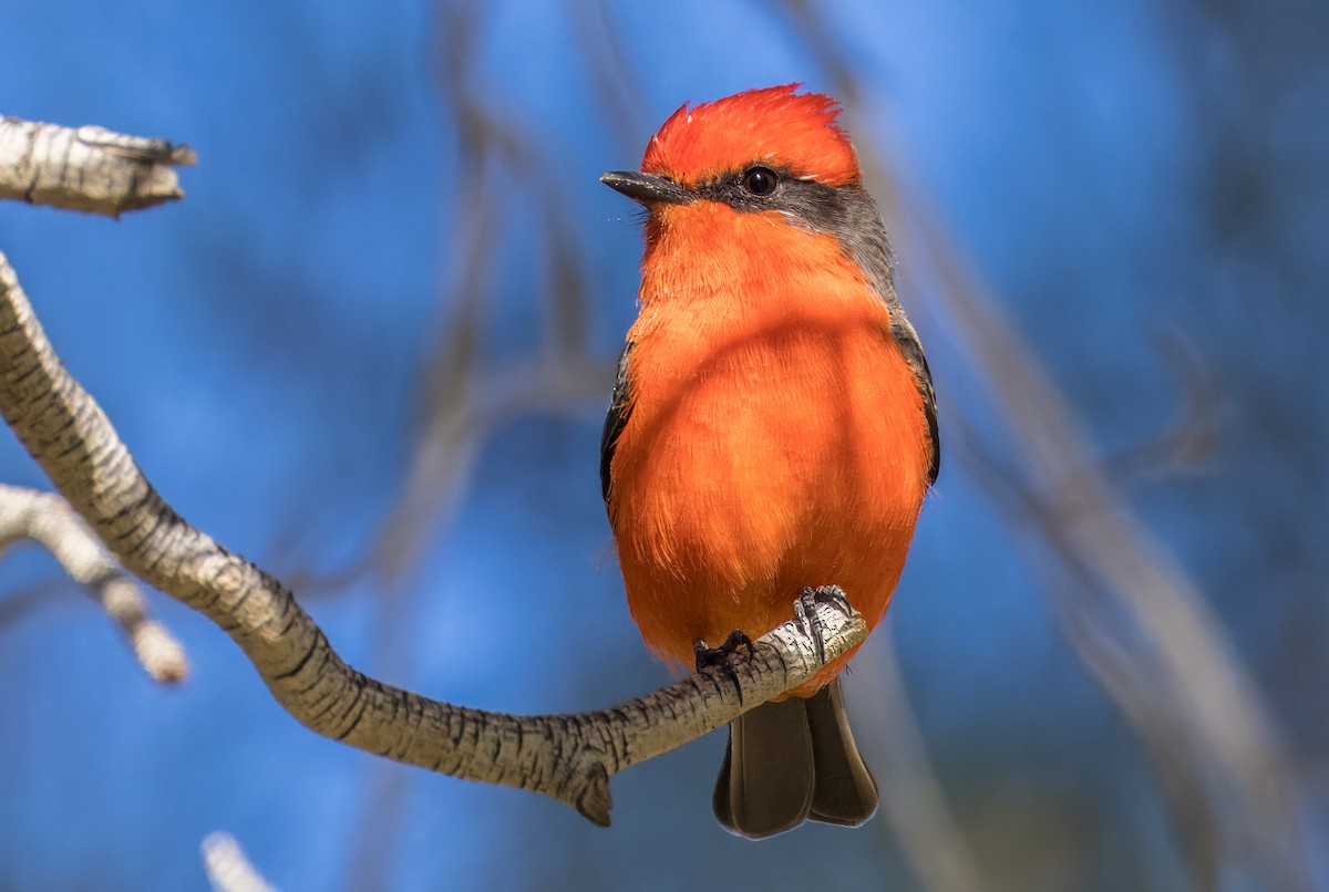 Vermilion Flycatcher - ML646263878