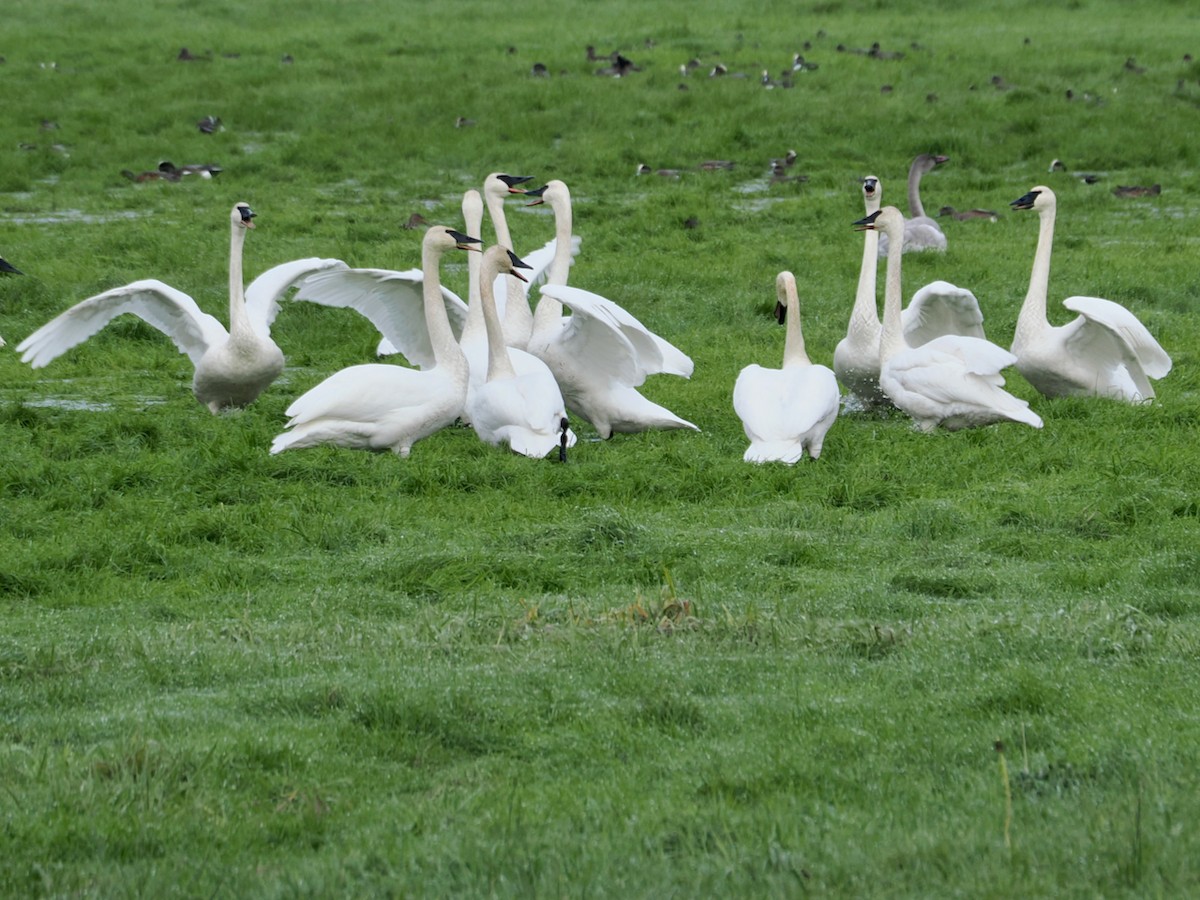 Trumpeter Swan - ML646263880