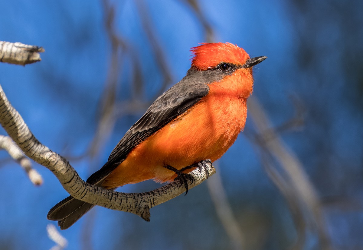 Vermilion Flycatcher - ML646263881