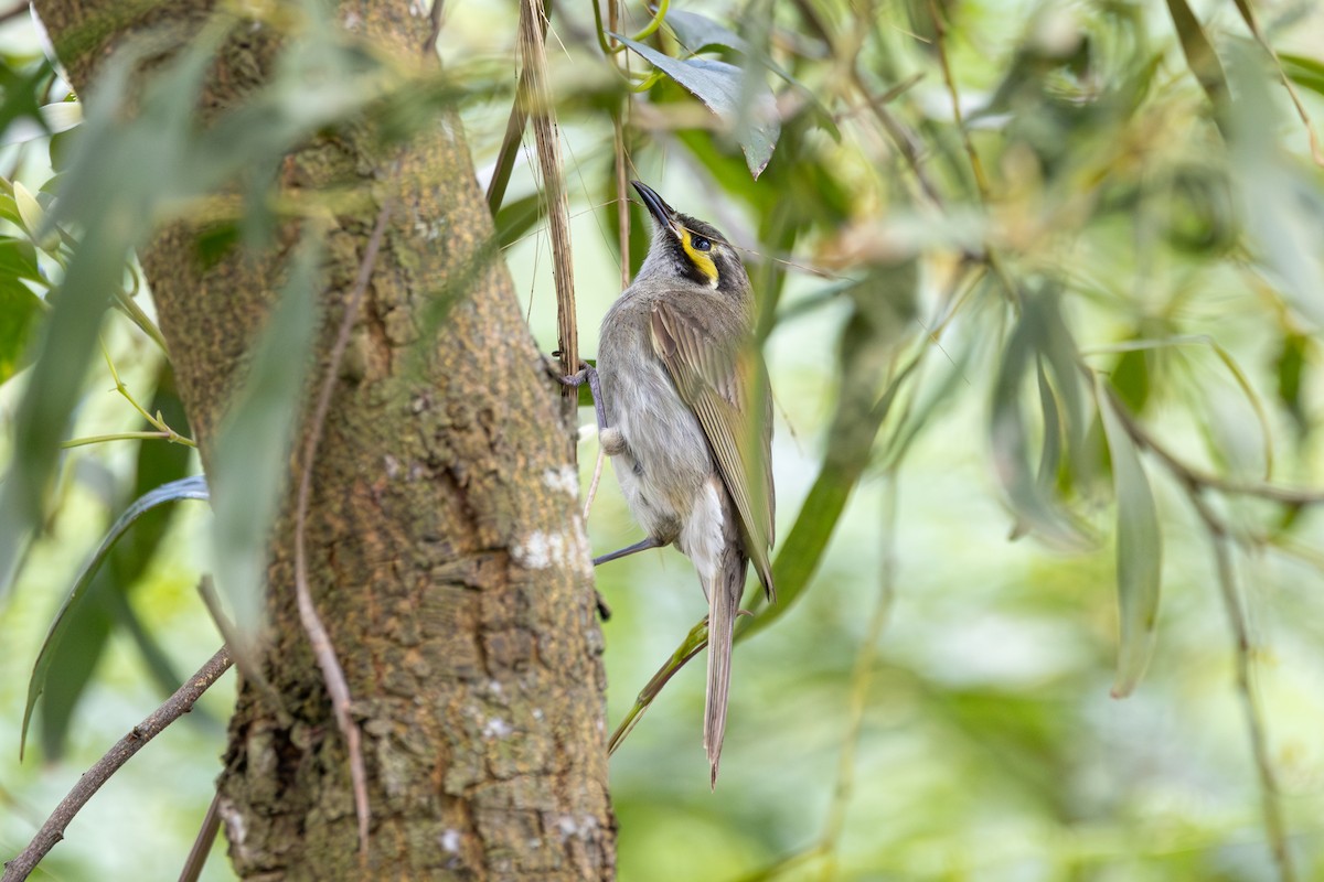 Yellow-faced Honeyeater - ML646263882
