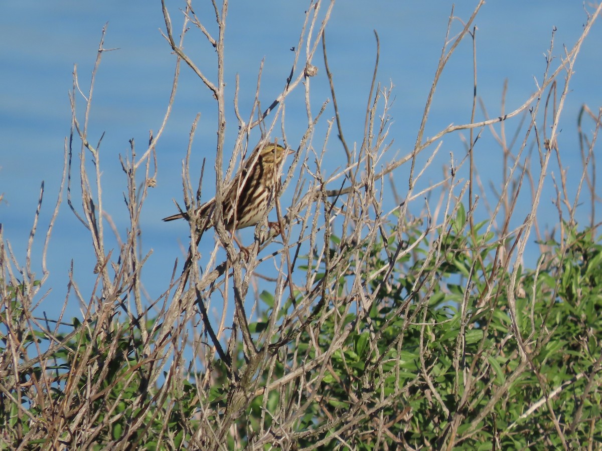 Savannah Sparrow - ML646263883