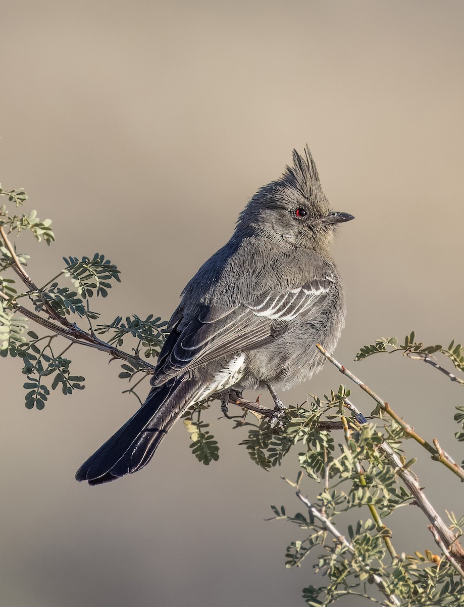 Phainopepla - ML646263886