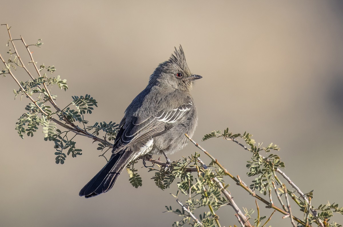 Phainopepla - ML646263888