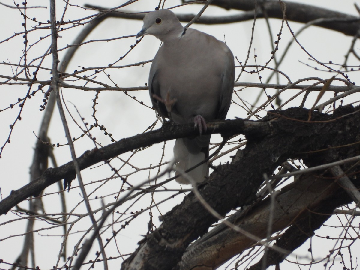 Eurasian Collared-Dove - ML646263889