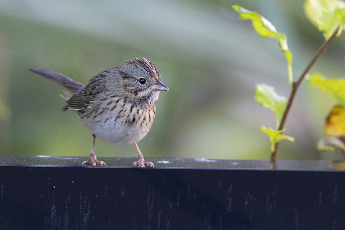 Lincoln's Sparrow - ML646263890
