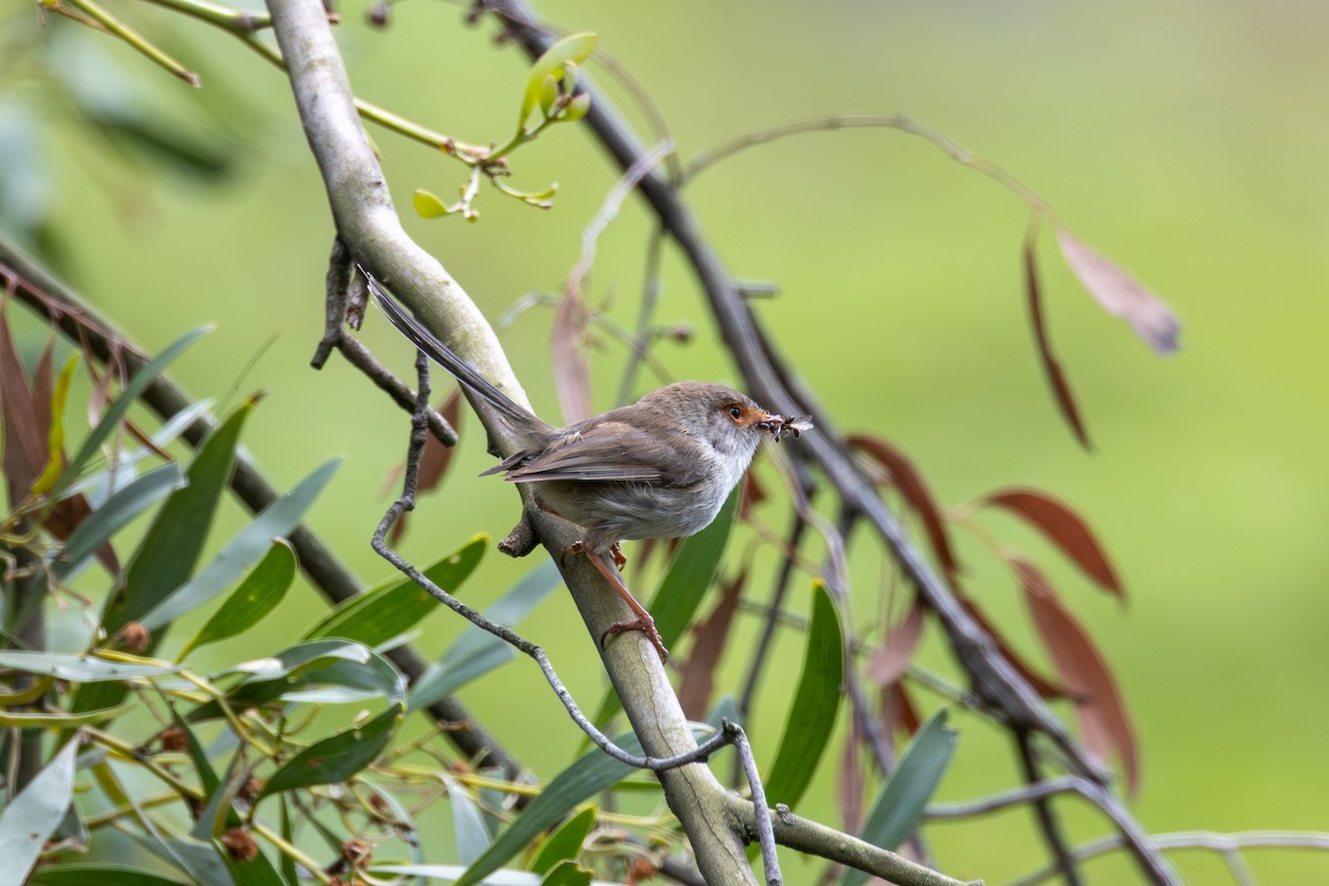 Superb Fairywren - ML646263901