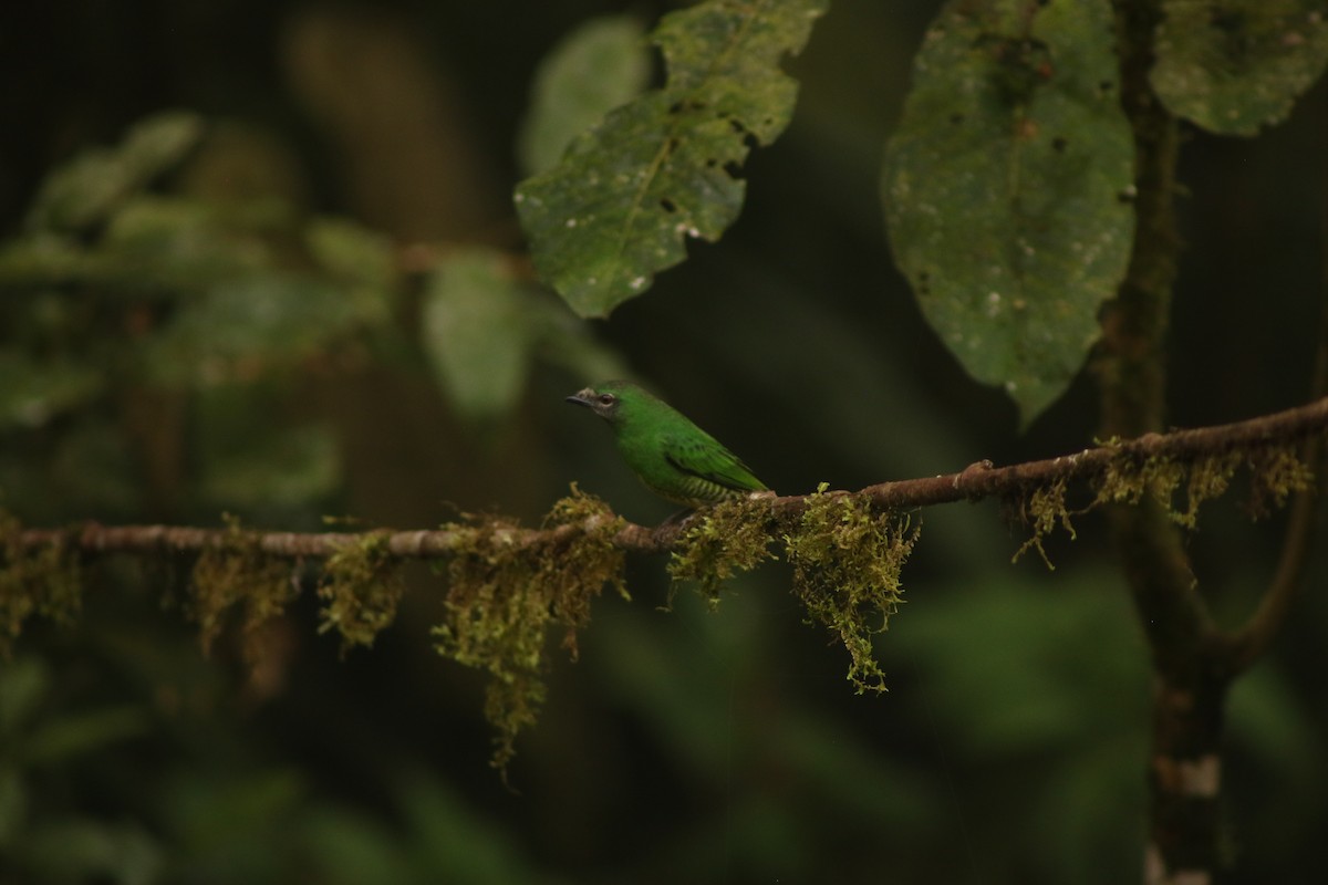 Swallow Tanager - ML646263902