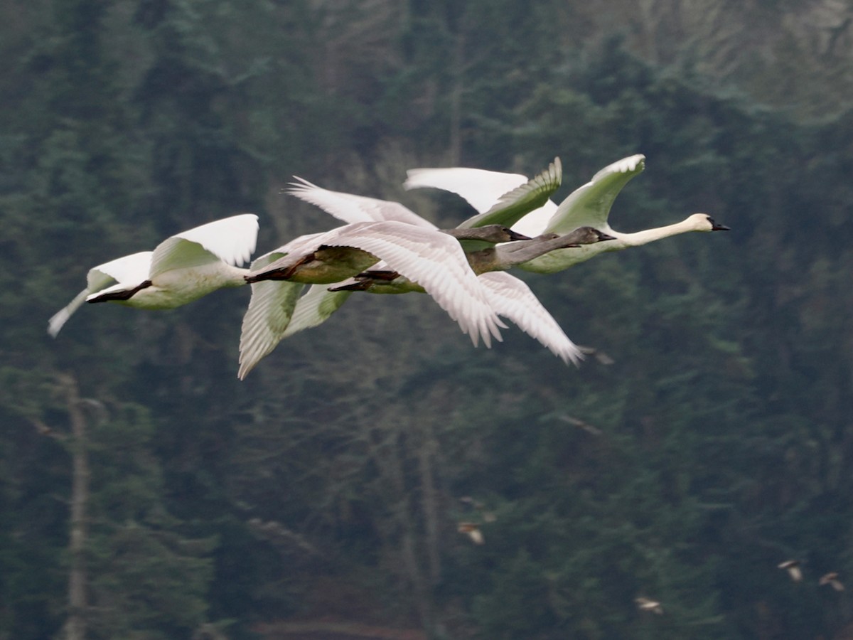 Trumpeter Swan - ML646263903