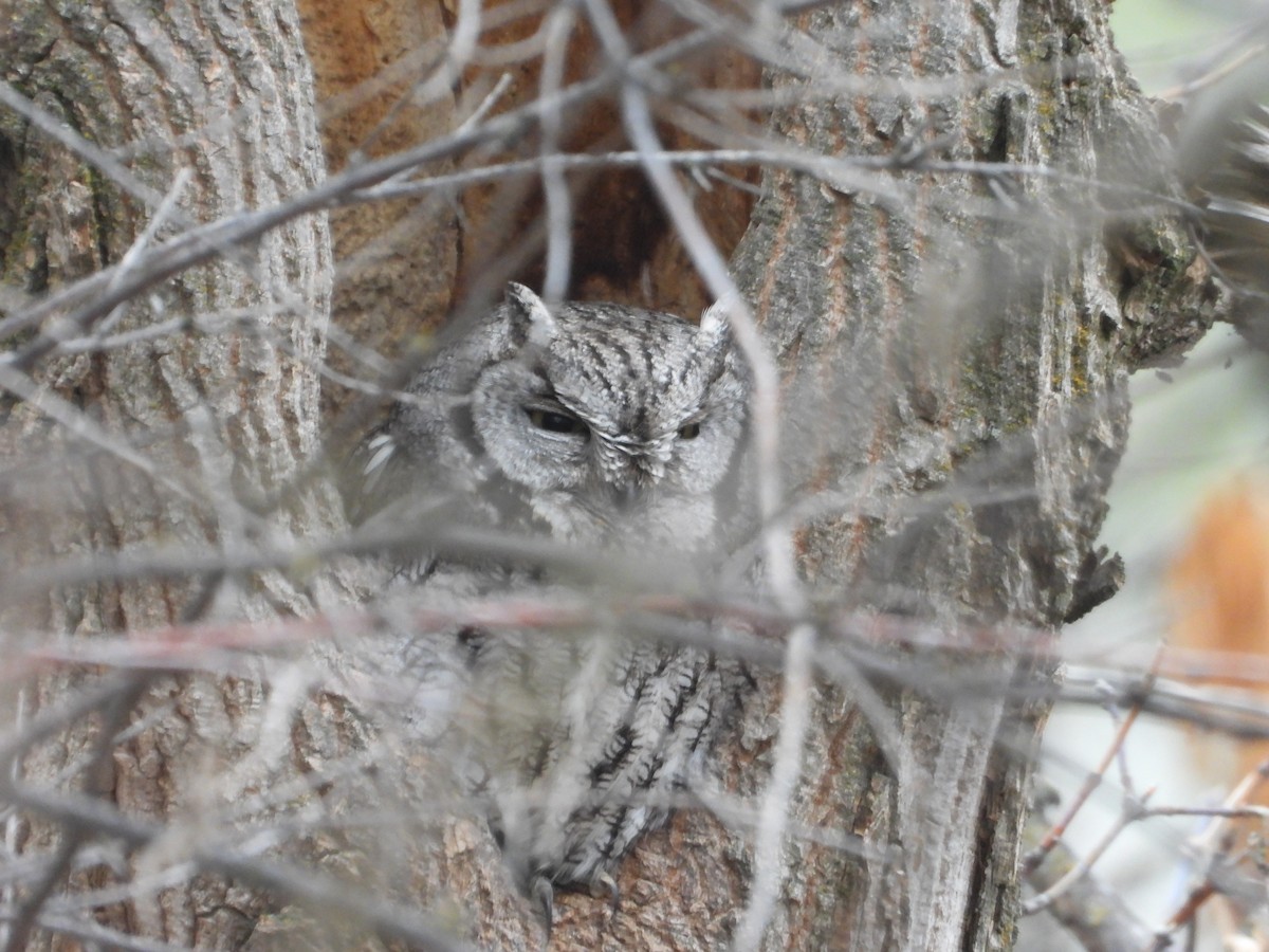 Western Screech-Owl - ML646263904